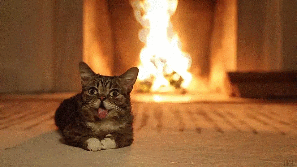 Cat on carpet with fire in background GIF
