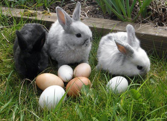 A white, grey and black rabbit sitting in grass with hens eggs in front of them