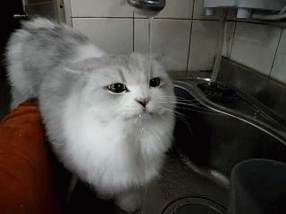 cat drinking from a tap gif