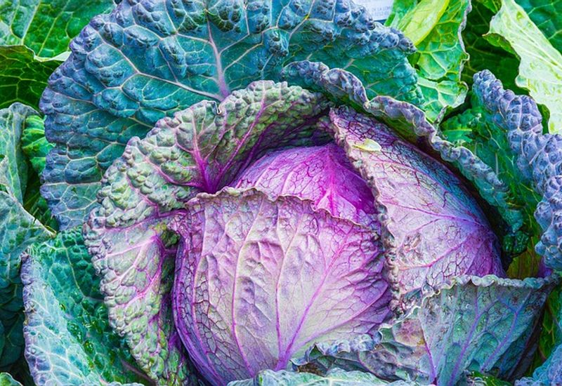 A colourful cabbage