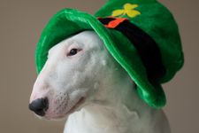 Bull terrier wearing a novelty St Patrick's Day hat